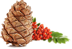 Tincture: Cedar